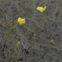 Utricularia gibba L.